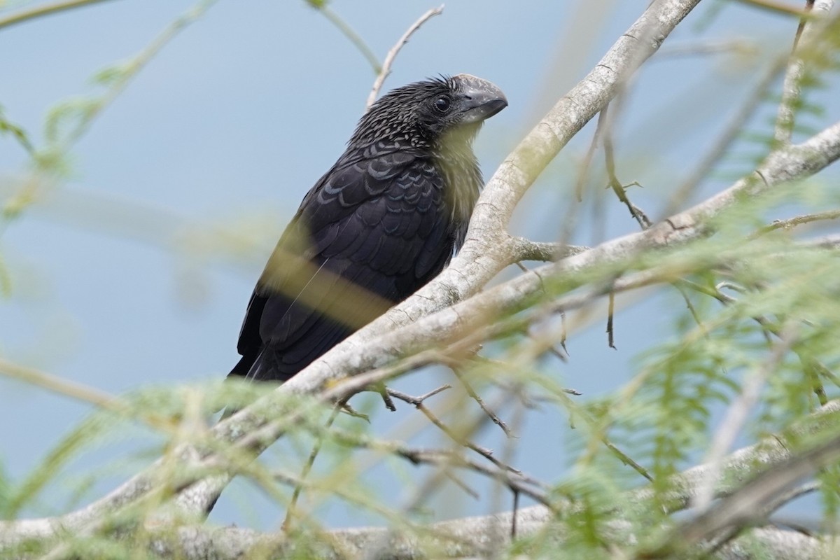 Smooth-billed Ani - ML641308522