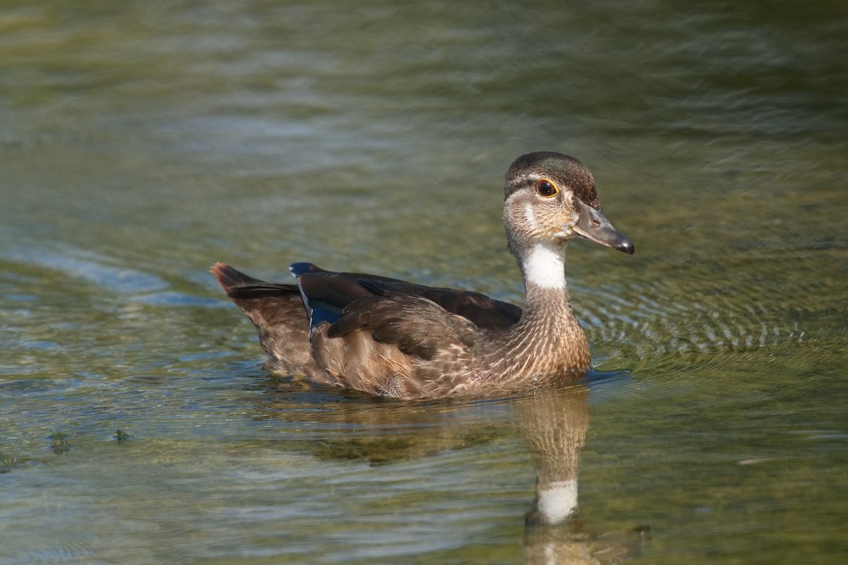 Wood Duck - ML641308534