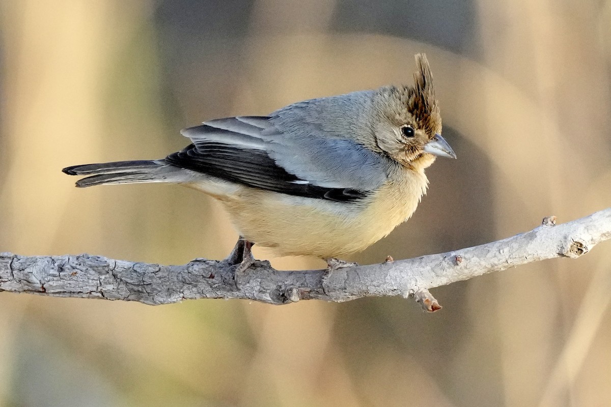 Coal-crested Finch - ML641308541