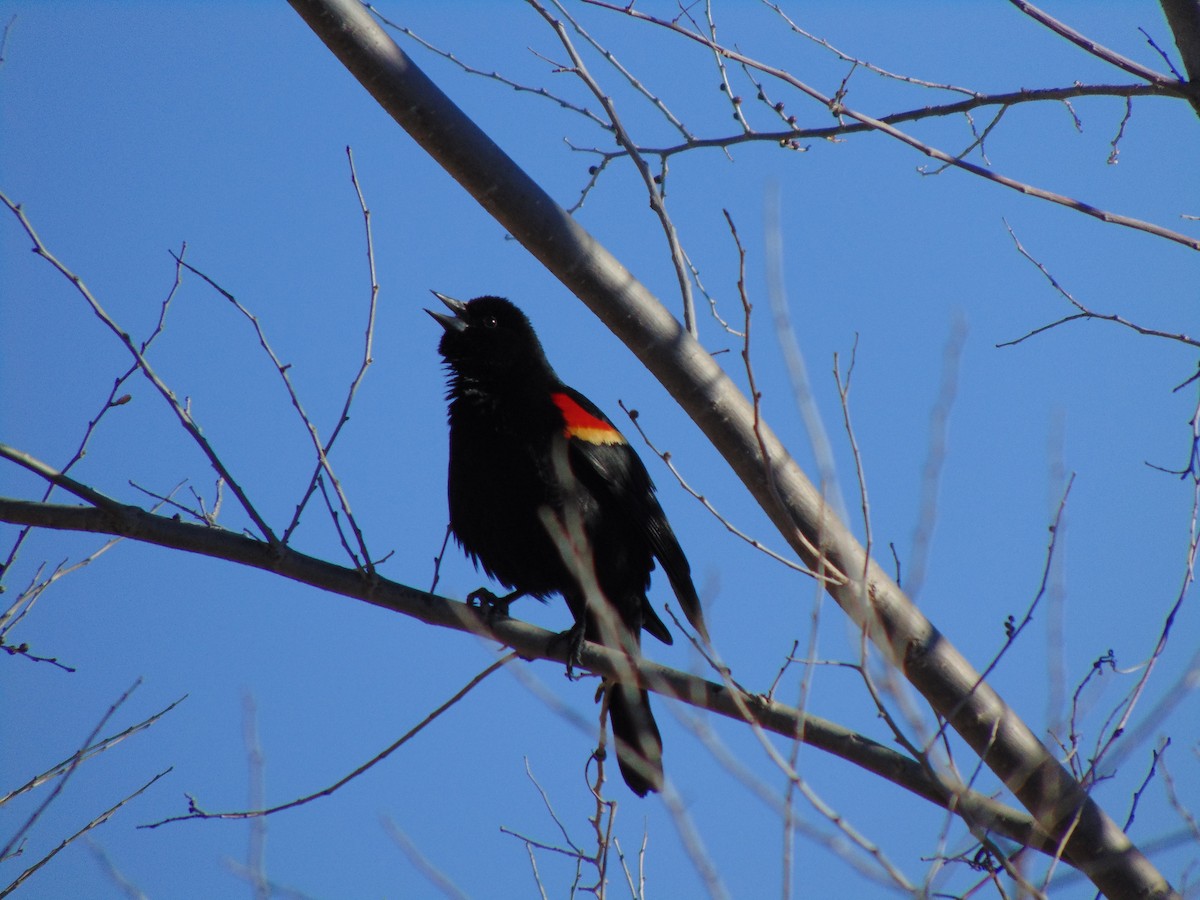 Red-winged Blackbird - ML641308544