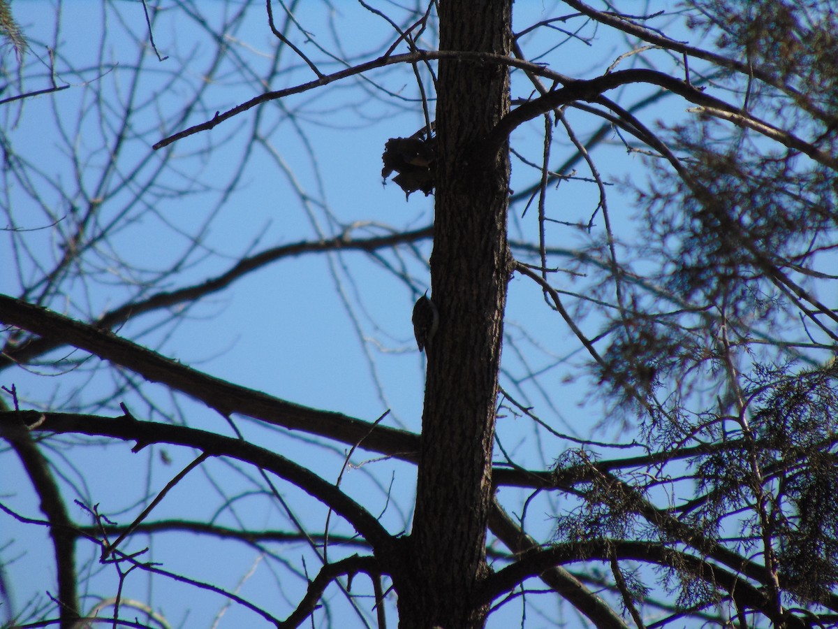 Brown Creeper - ML641308599