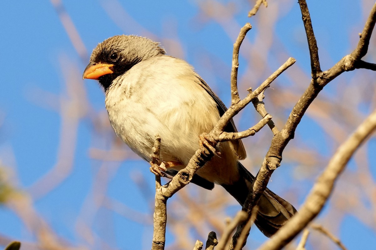 Black-throated Saltator - ML641308610