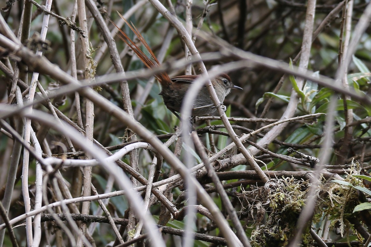 White-chinned Thistletail - ML641308657