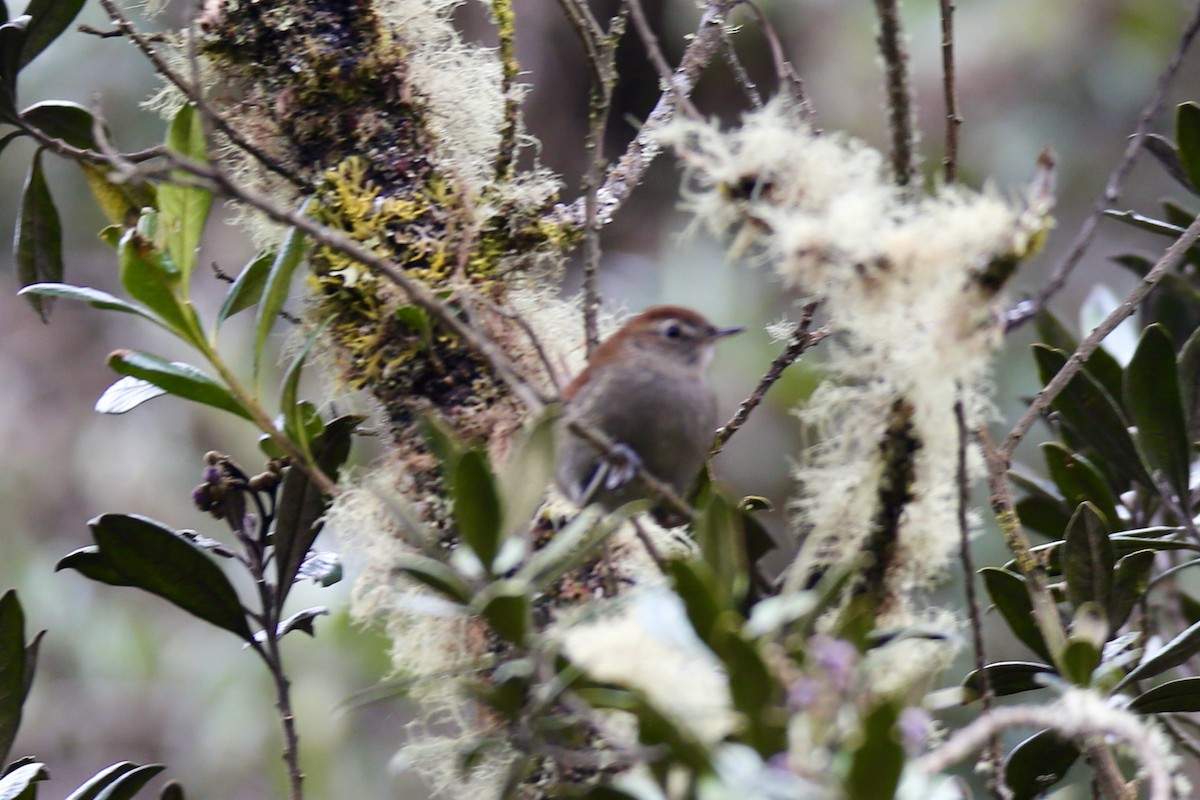 White-chinned Thistletail - ML641308665