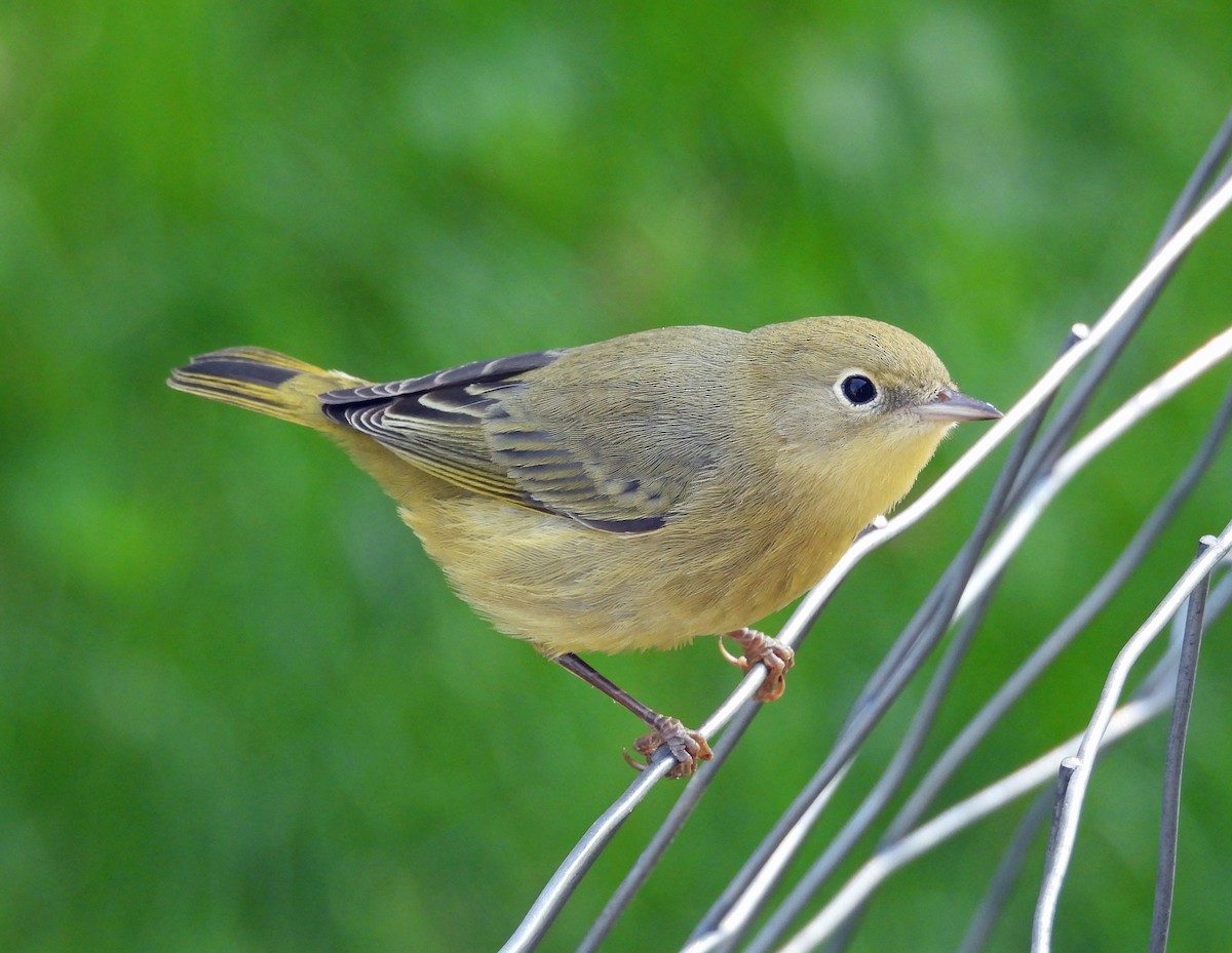 Yellow Warbler - ML641308668