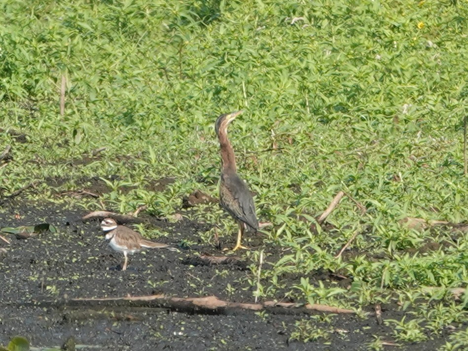 Green Heron - ML641308747