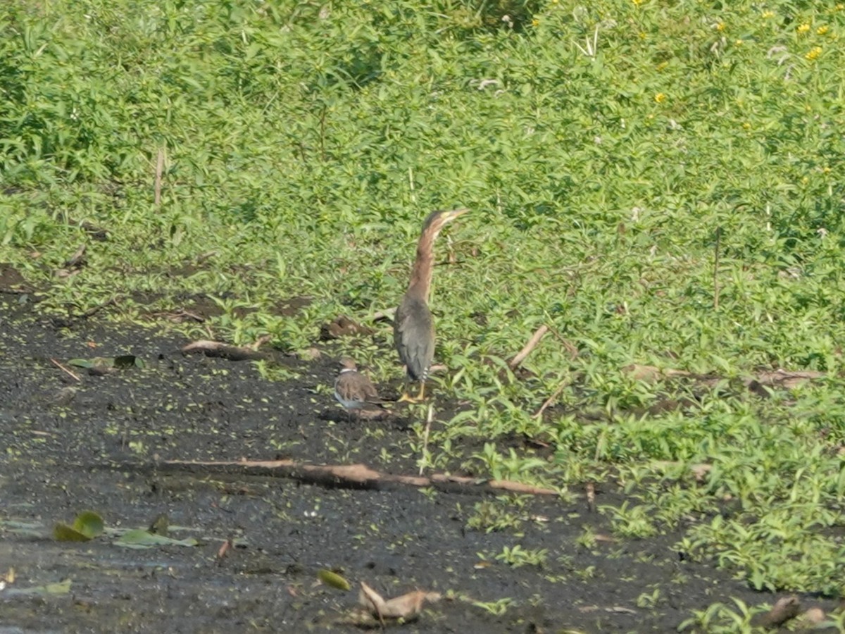 Green Heron - ML641308748