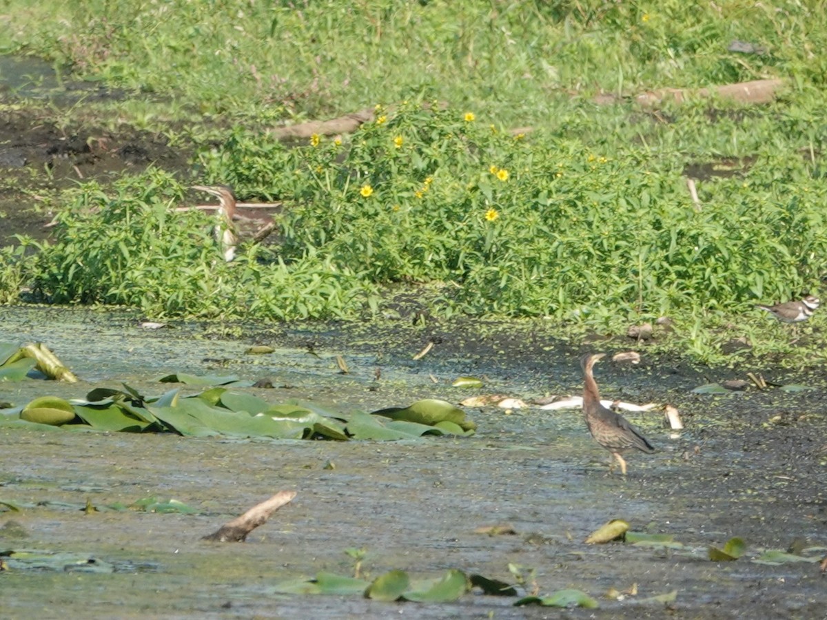 Green Heron - ML641308749