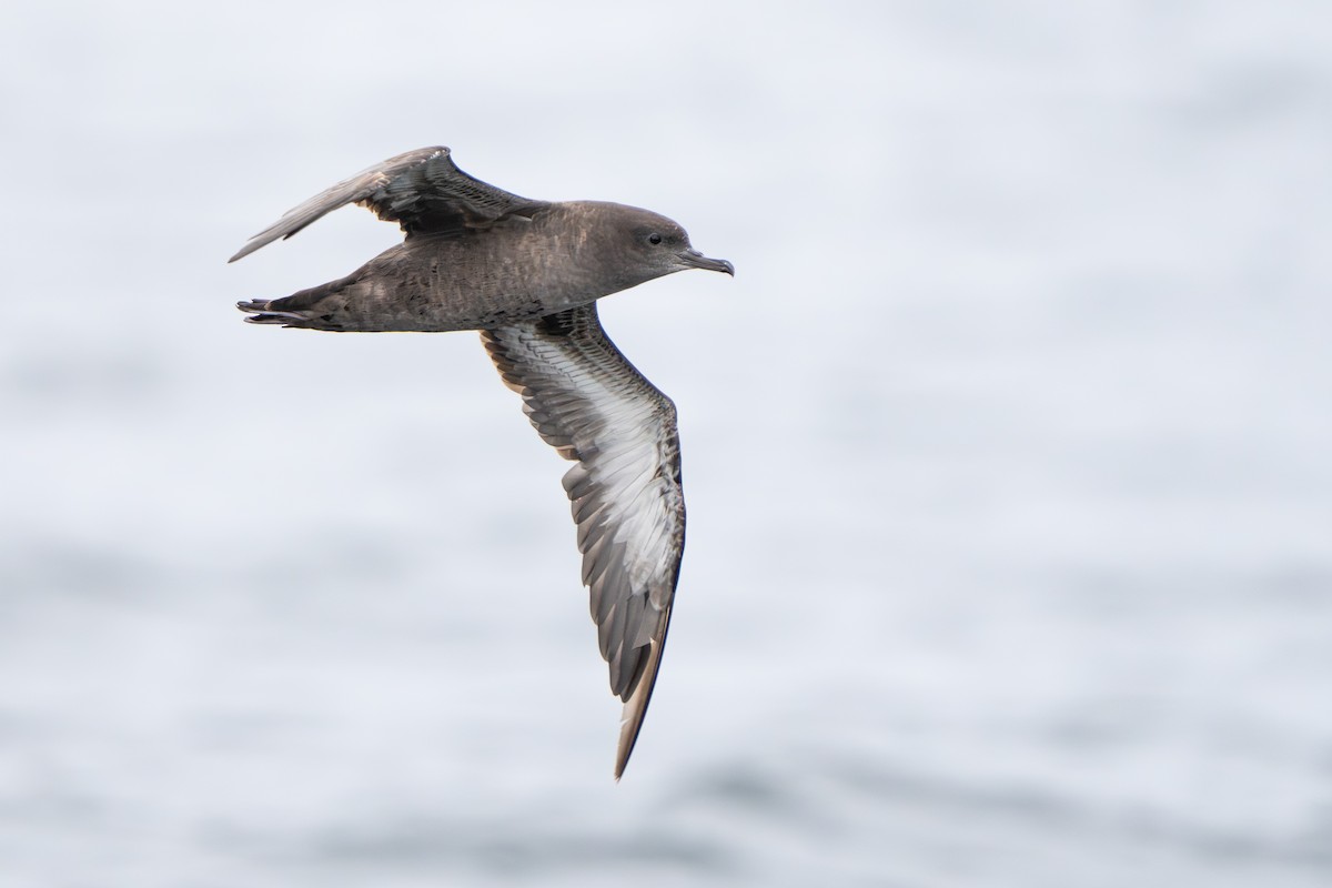 Sooty Shearwater - ML641308783