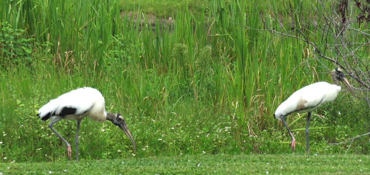 Wood Stork - ML641308809