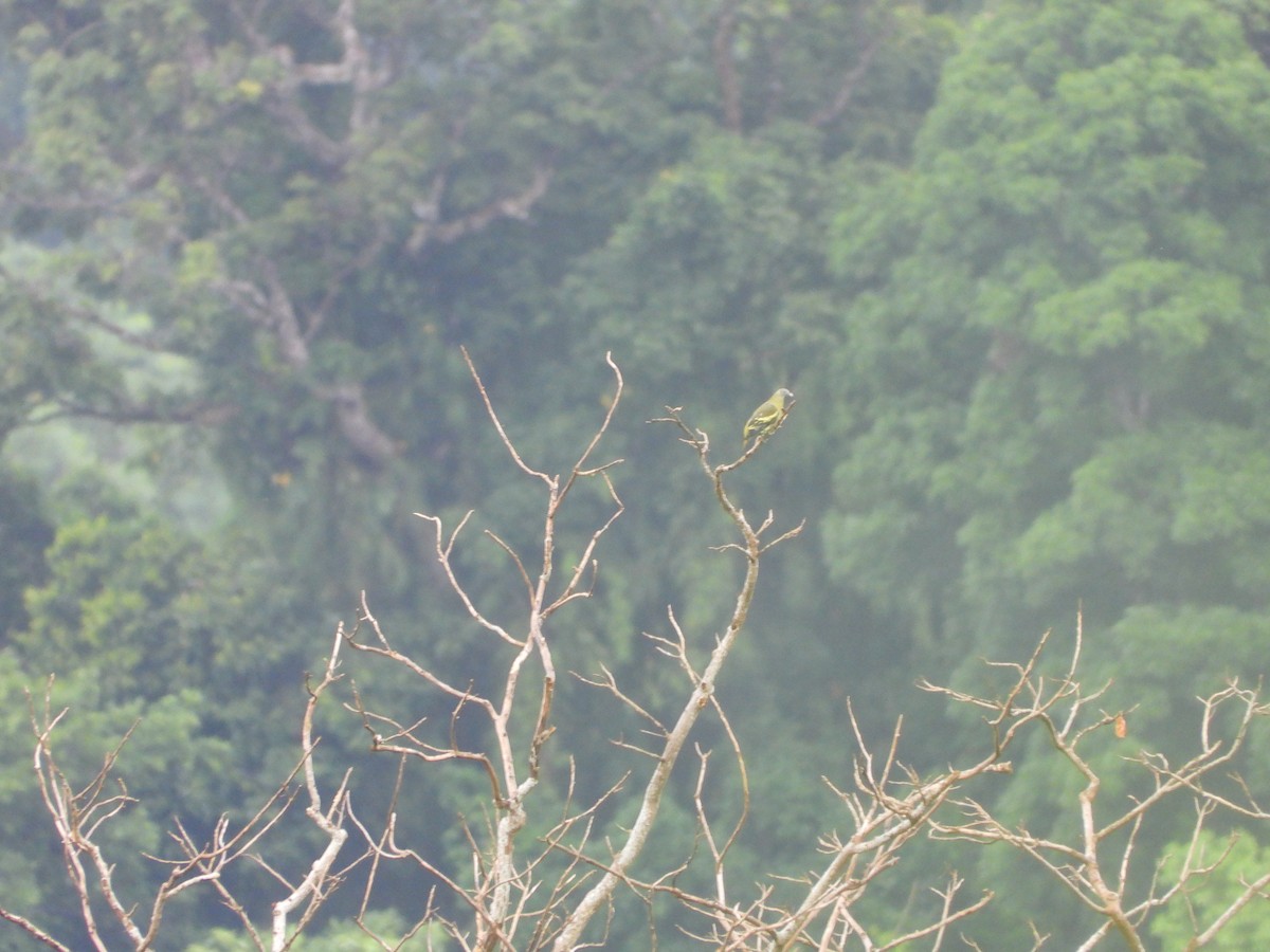 Philippine Green-Pigeon - ML641308843