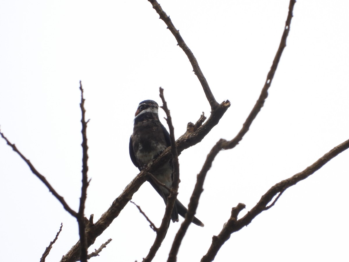 Whiskered Treeswift - ML641308865
