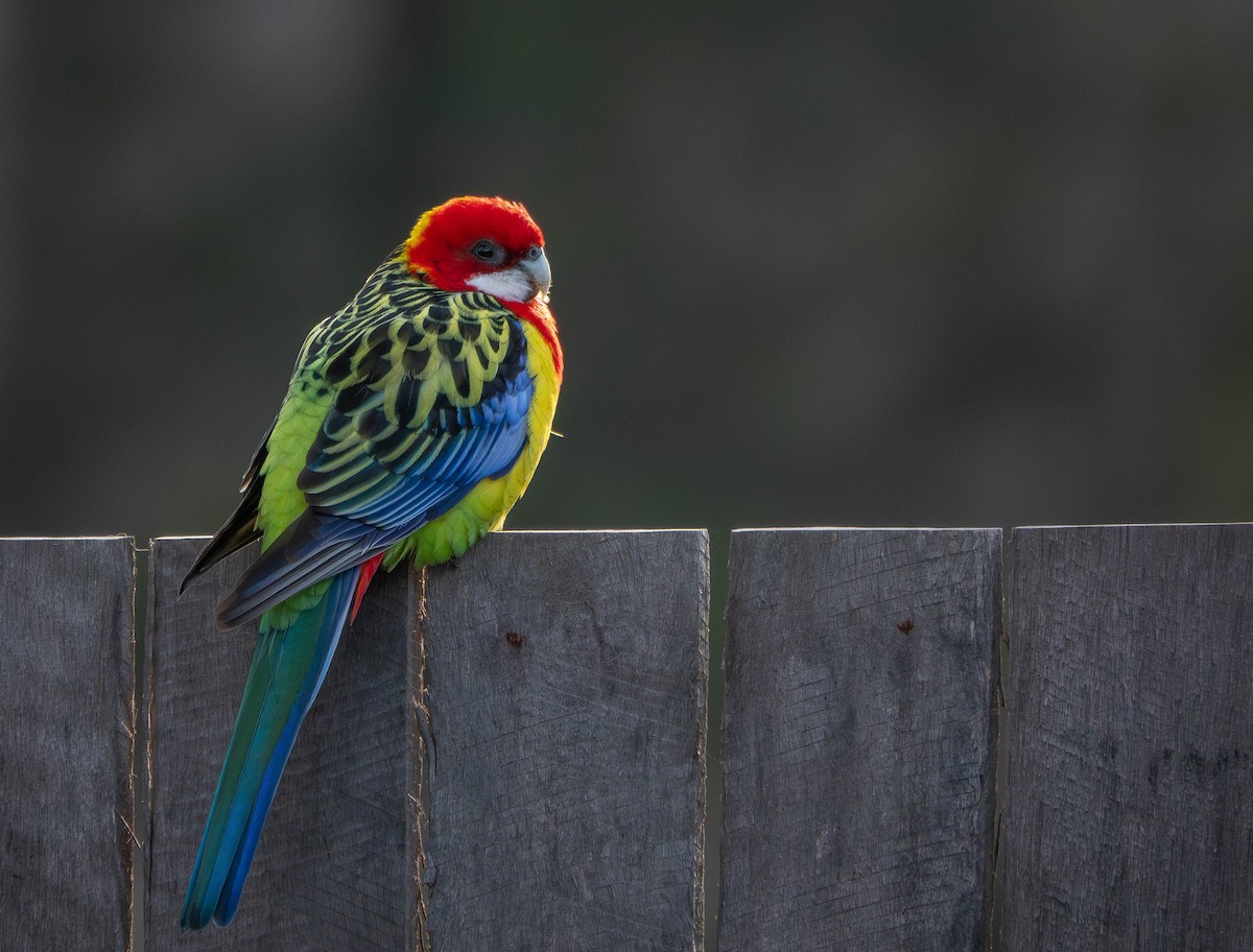 ナナクサインコ - ML641308870