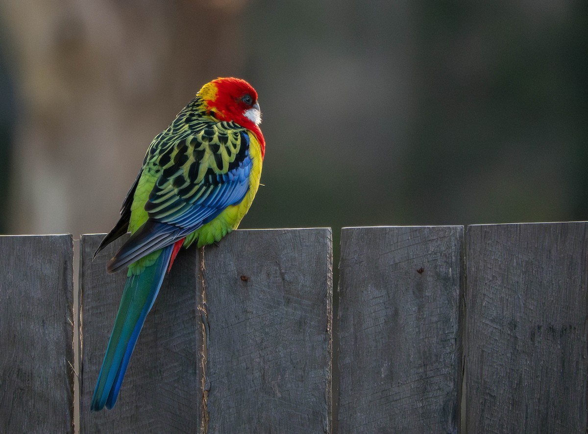 ナナクサインコ - ML641308872