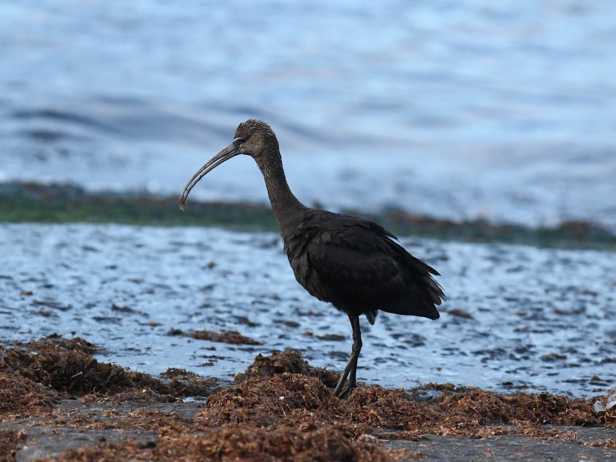 ibis hnědý - ML641308883