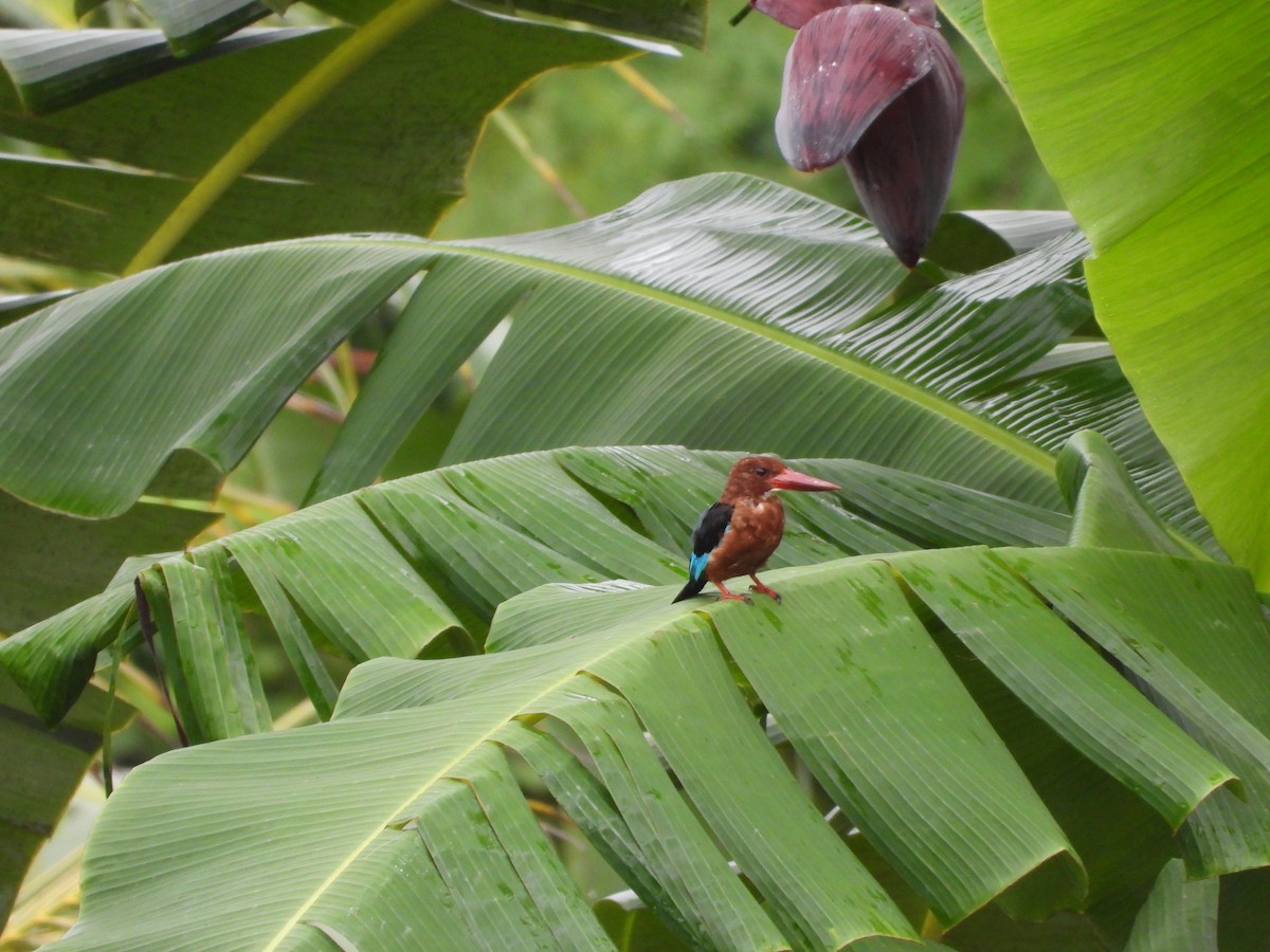 Brown-breasted Kingfisher - ML641308889
