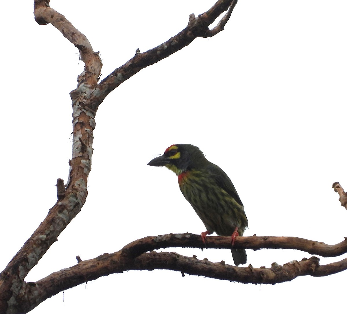 Coppersmith Barbet - ML641308895