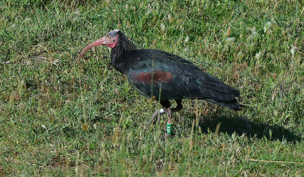 Northern Bald Ibis - ML641308896