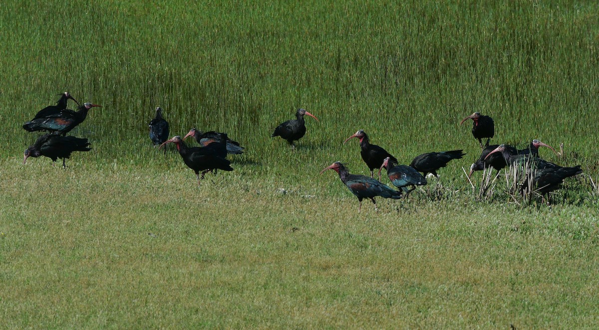 Northern Bald Ibis - ML641308897