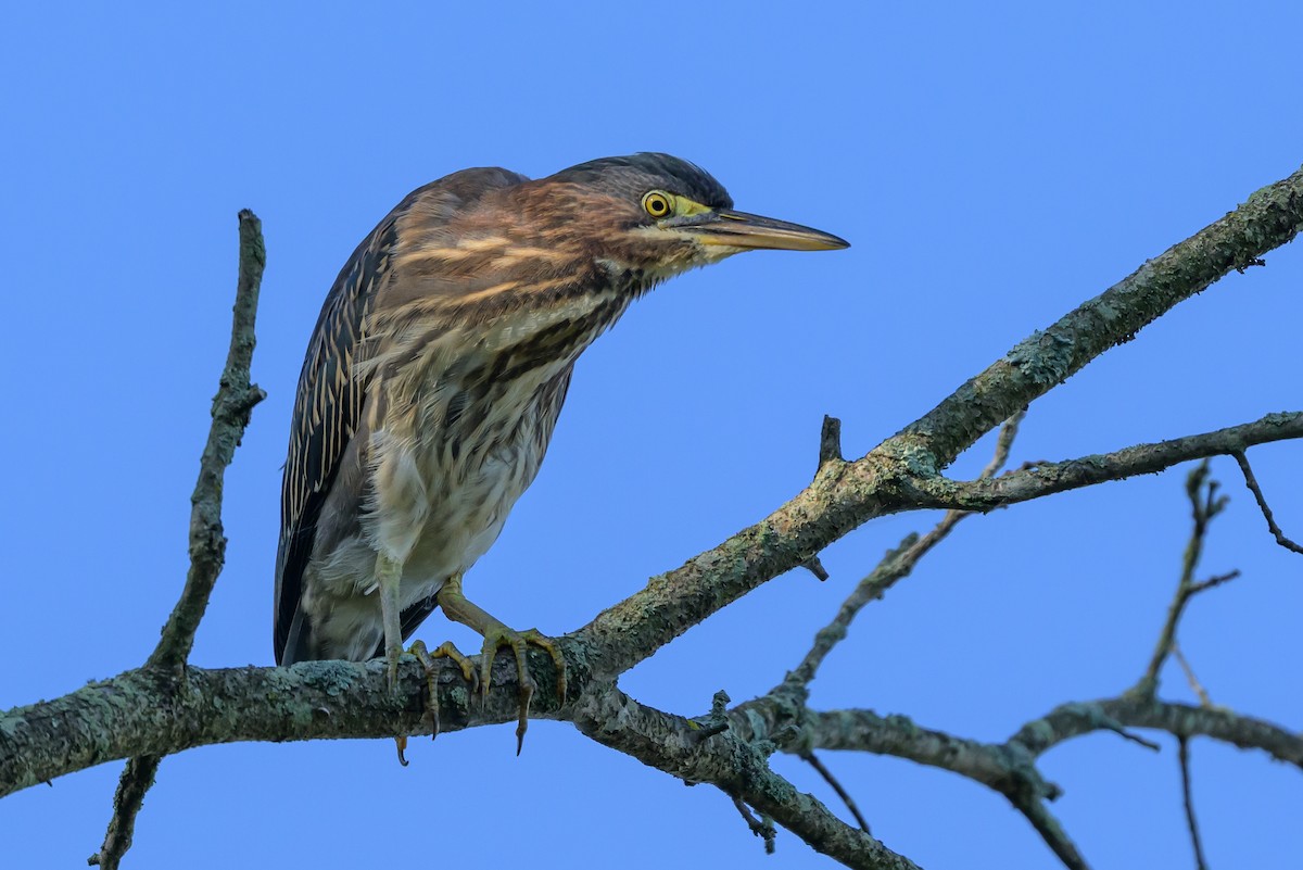 Green Heron - ML641308919