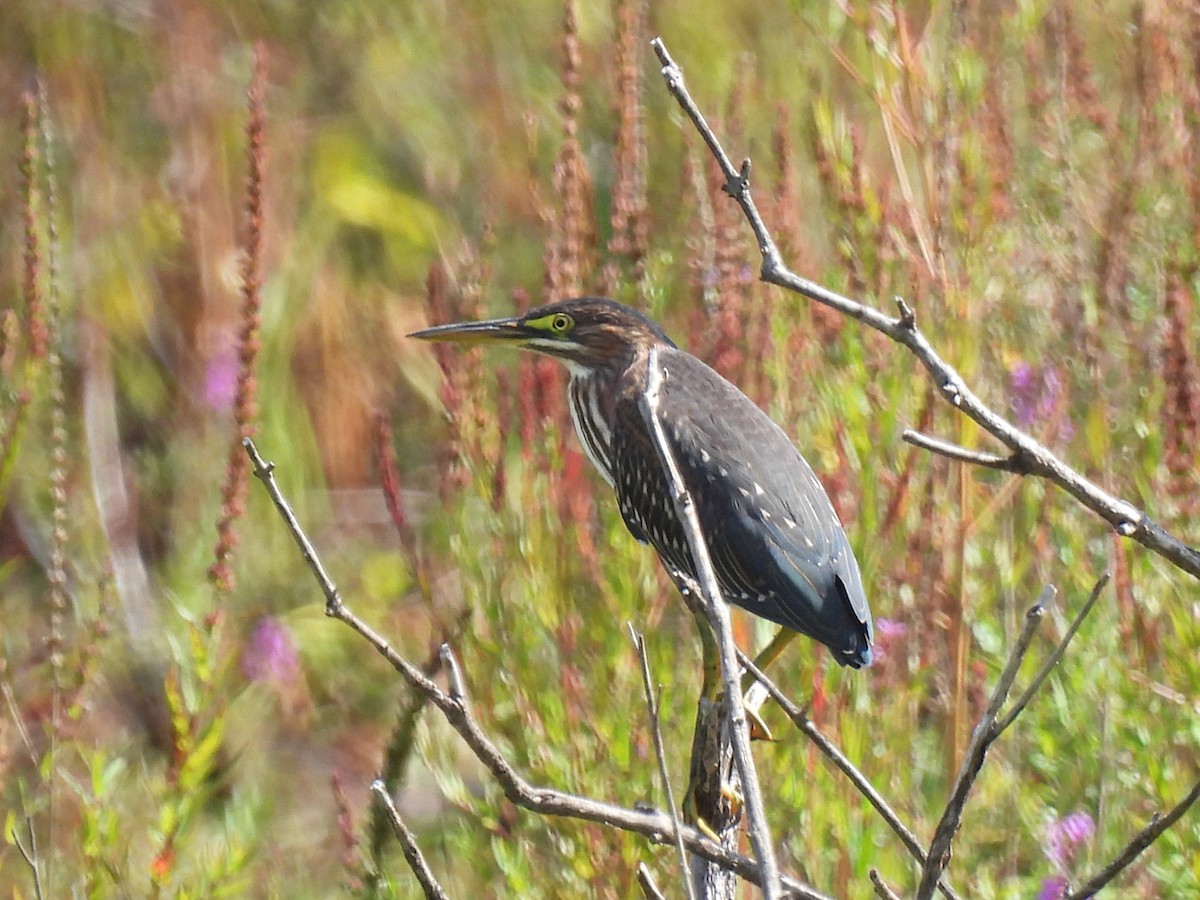 Green Heron - ML641308947