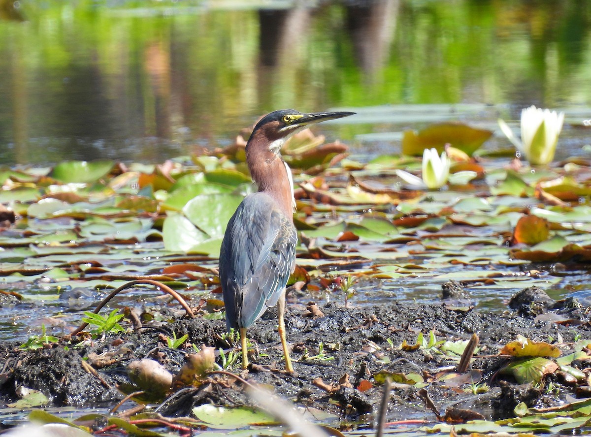 Green Heron - ML641308950