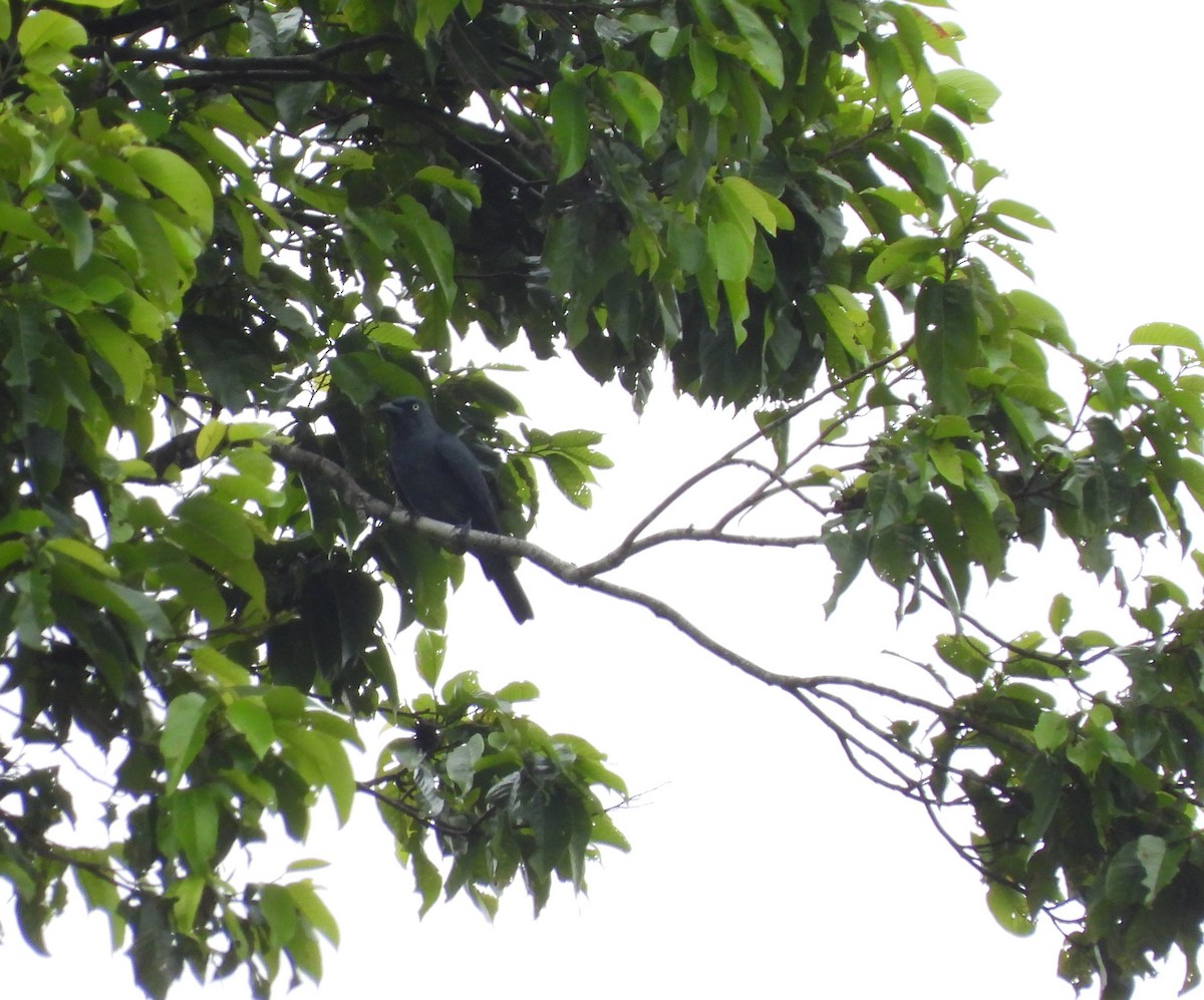 Bar-bellied Cuckooshrike (Philippine) - ML641308953
