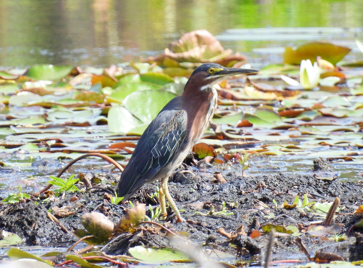 Green Heron - ML641308957