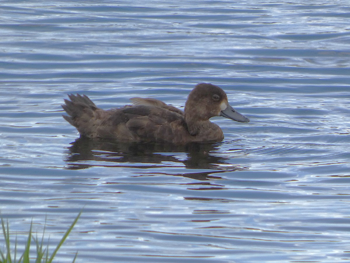 コスズガモ - ML641308967