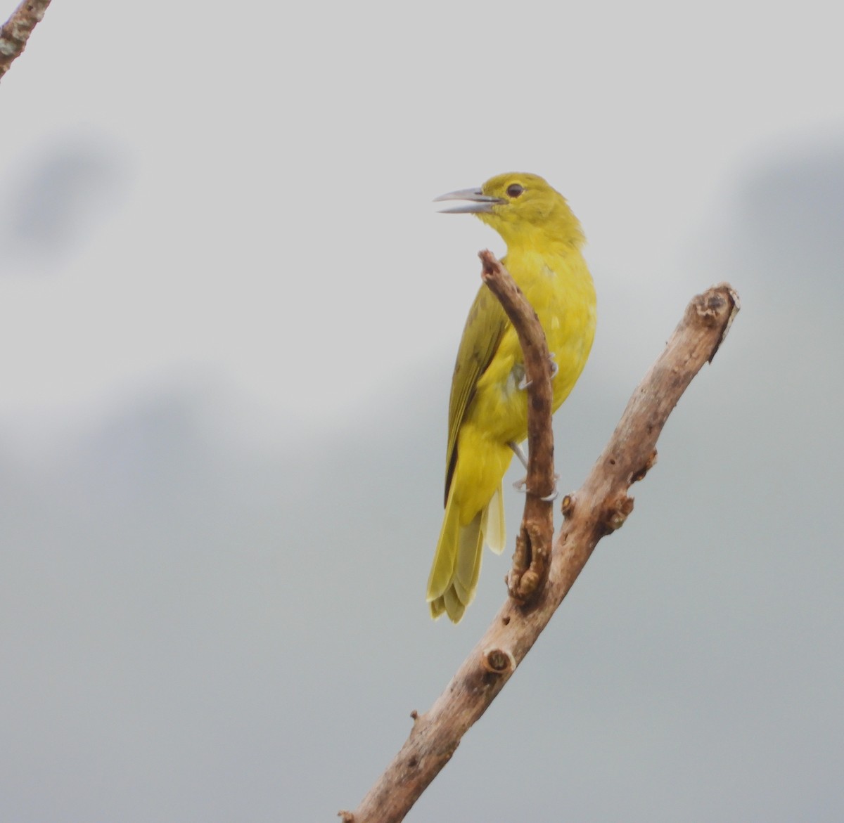 Isabela Oriole - ML641308995
