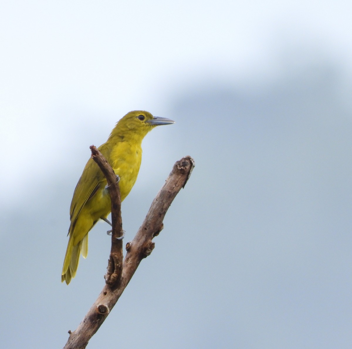 Isabela Oriole - ML641309001