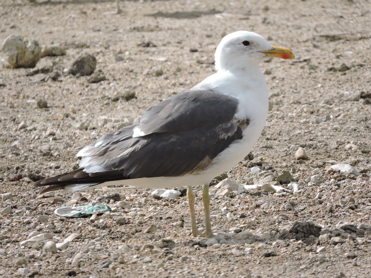 Lesser Black-backed Gull (graellsii) - ML641309013
