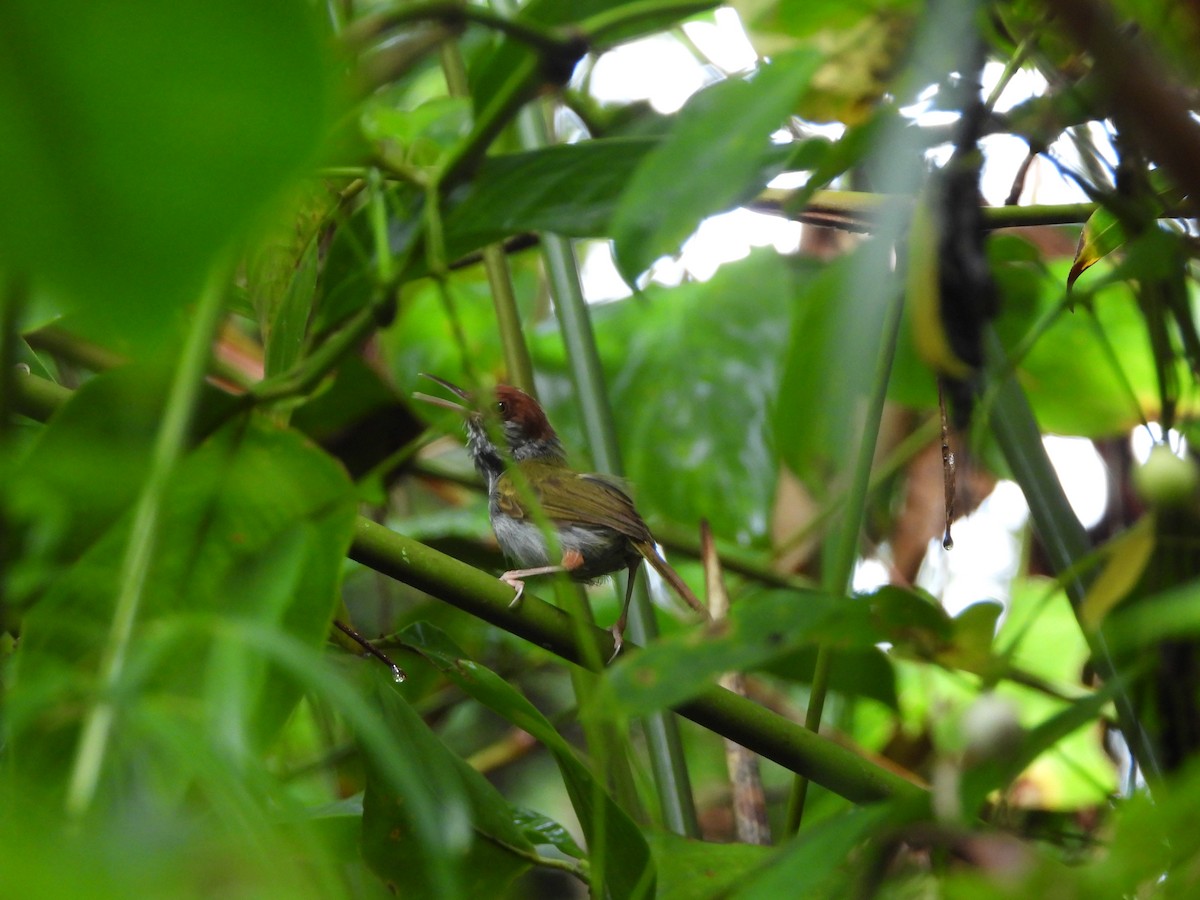 Green-backed Tailorbird - ML641309015