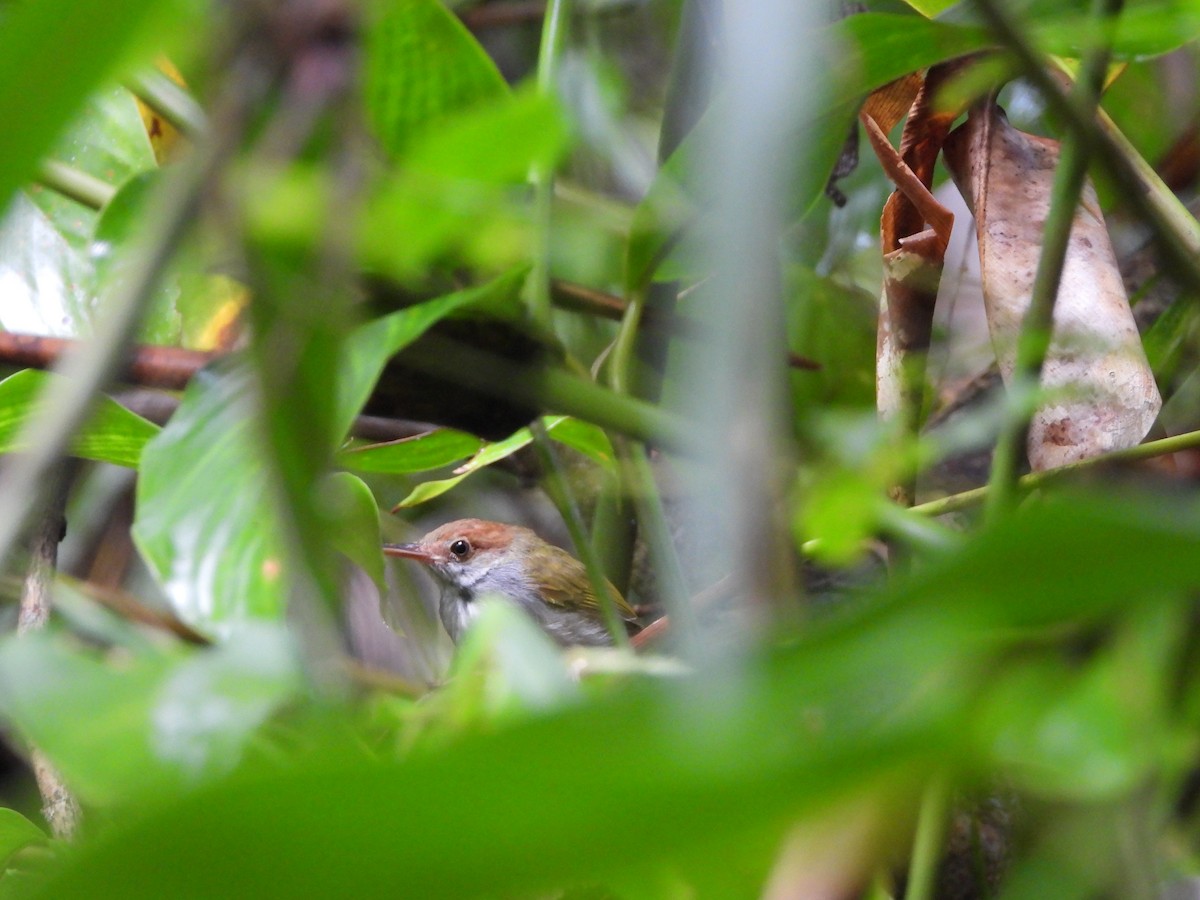 Green-backed Tailorbird - ML641309022