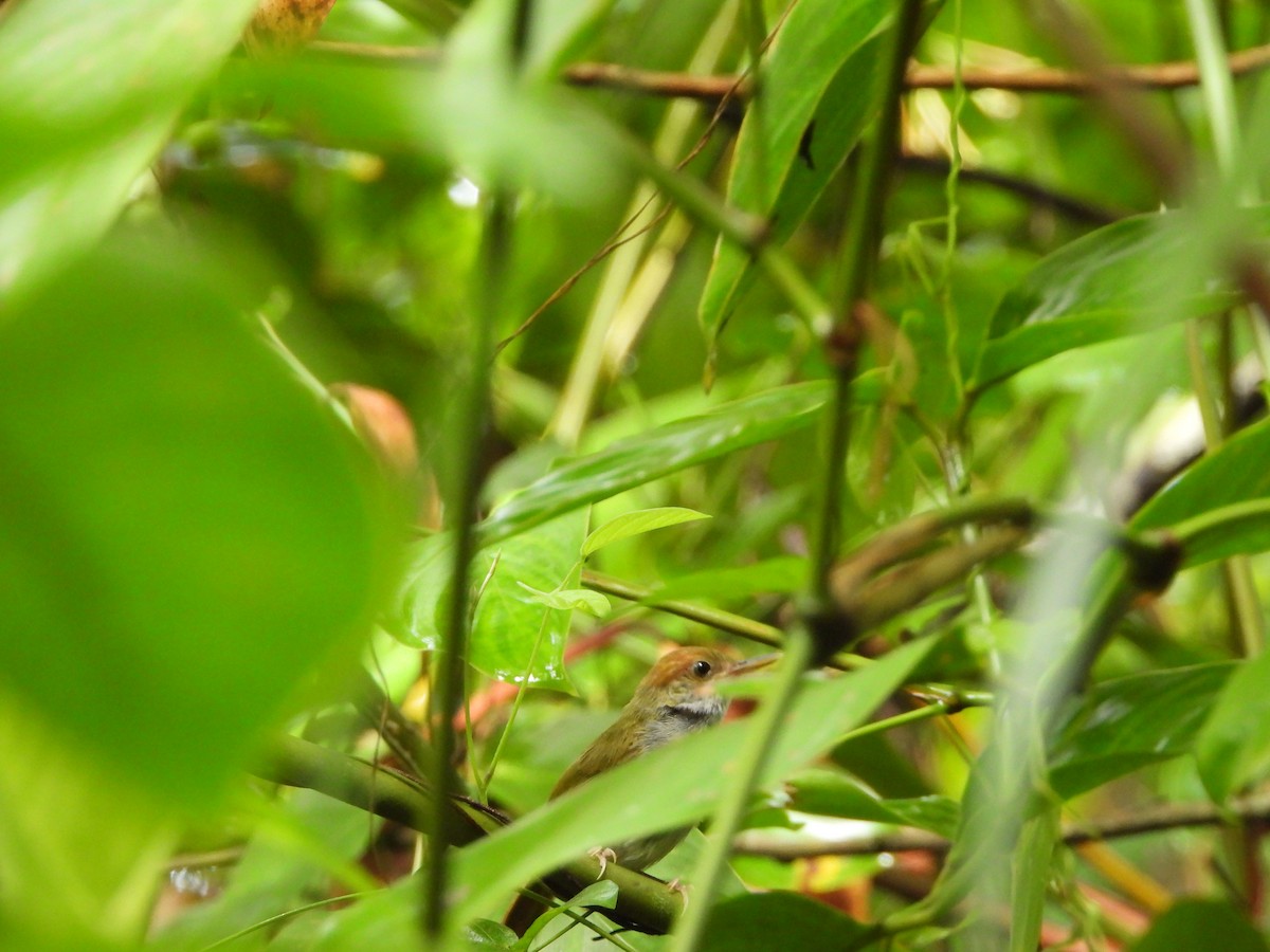Green-backed Tailorbird - ML641309023