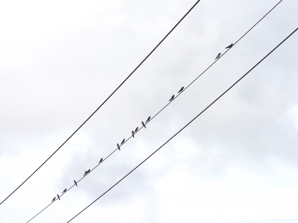 Pacific Swallow - ML641309049