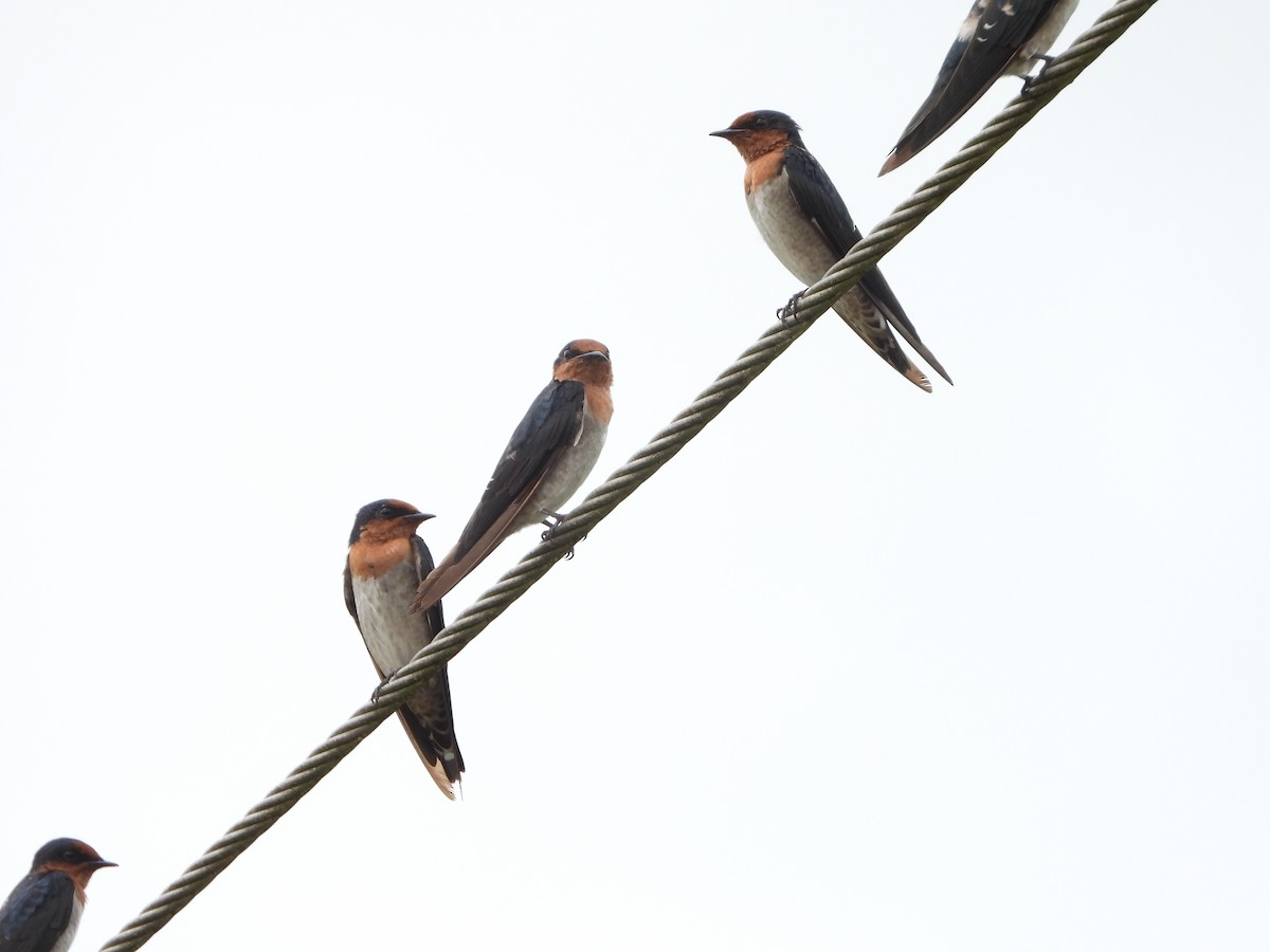 Pacific Swallow - ML641309061