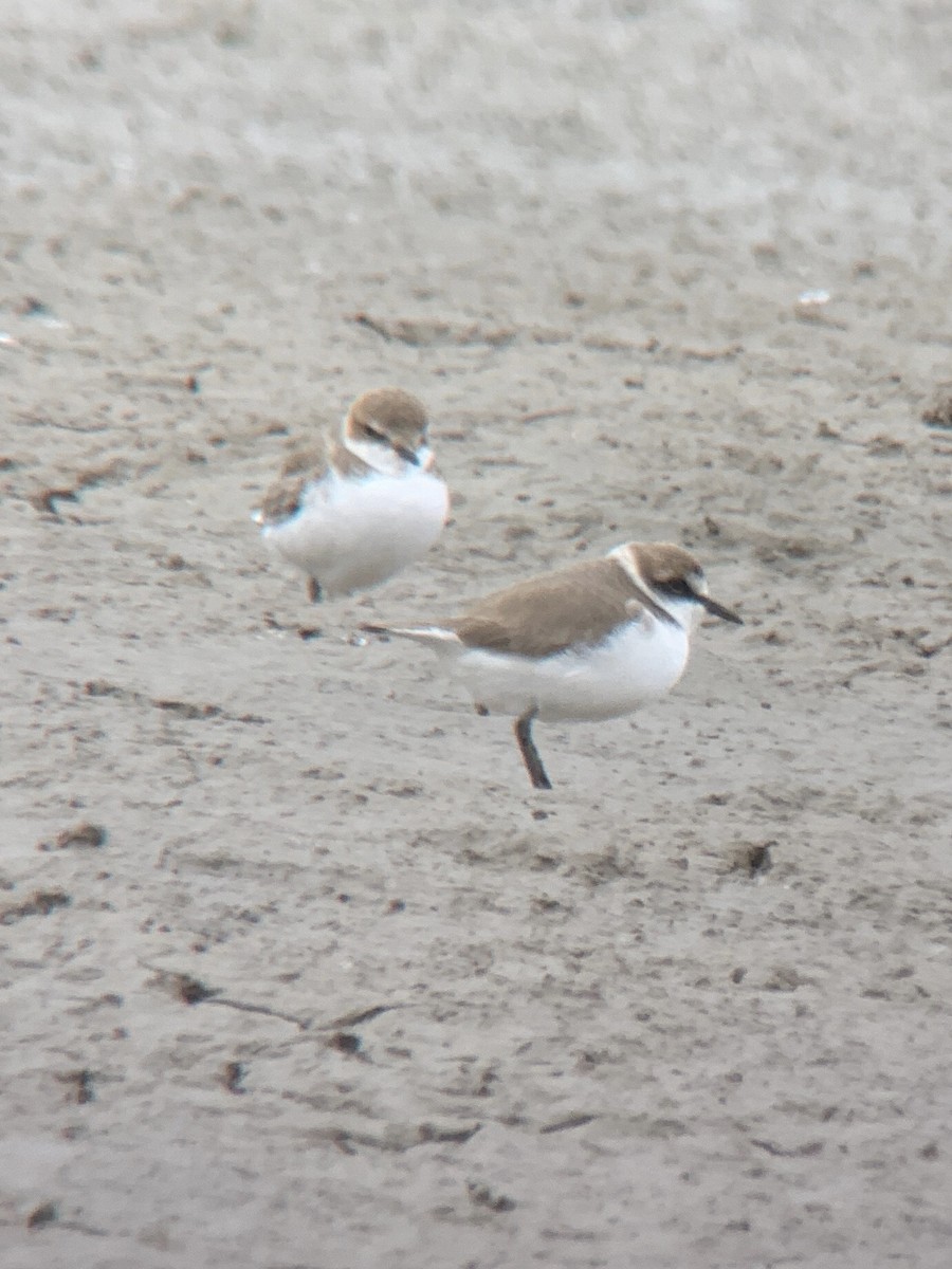 Kentish Plover - ML641309065