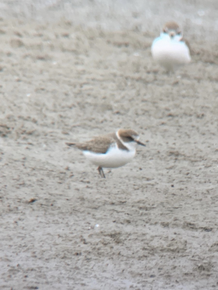 Kentish Plover - ML641309066