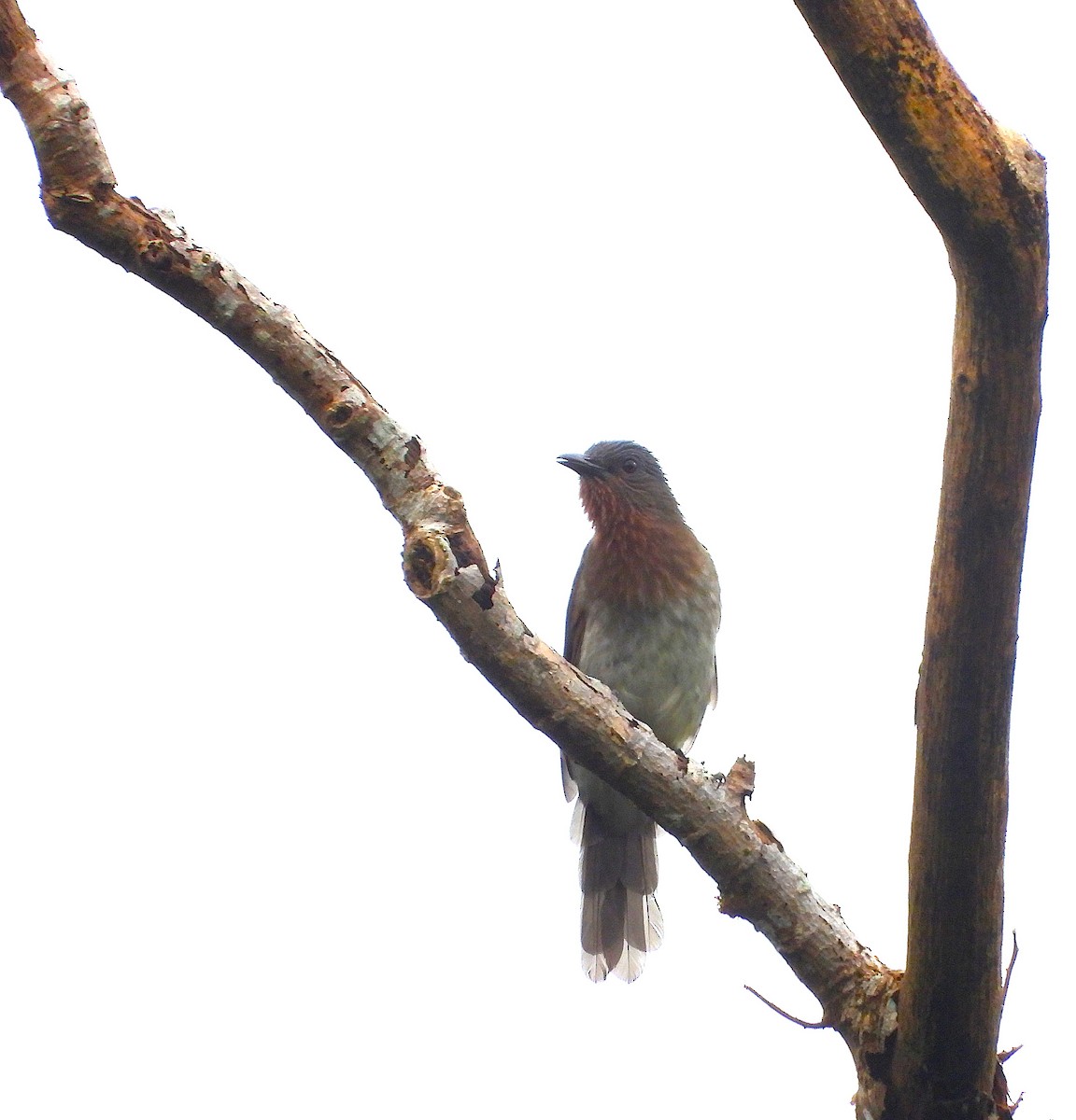Philippine Bulbul - ML641309069