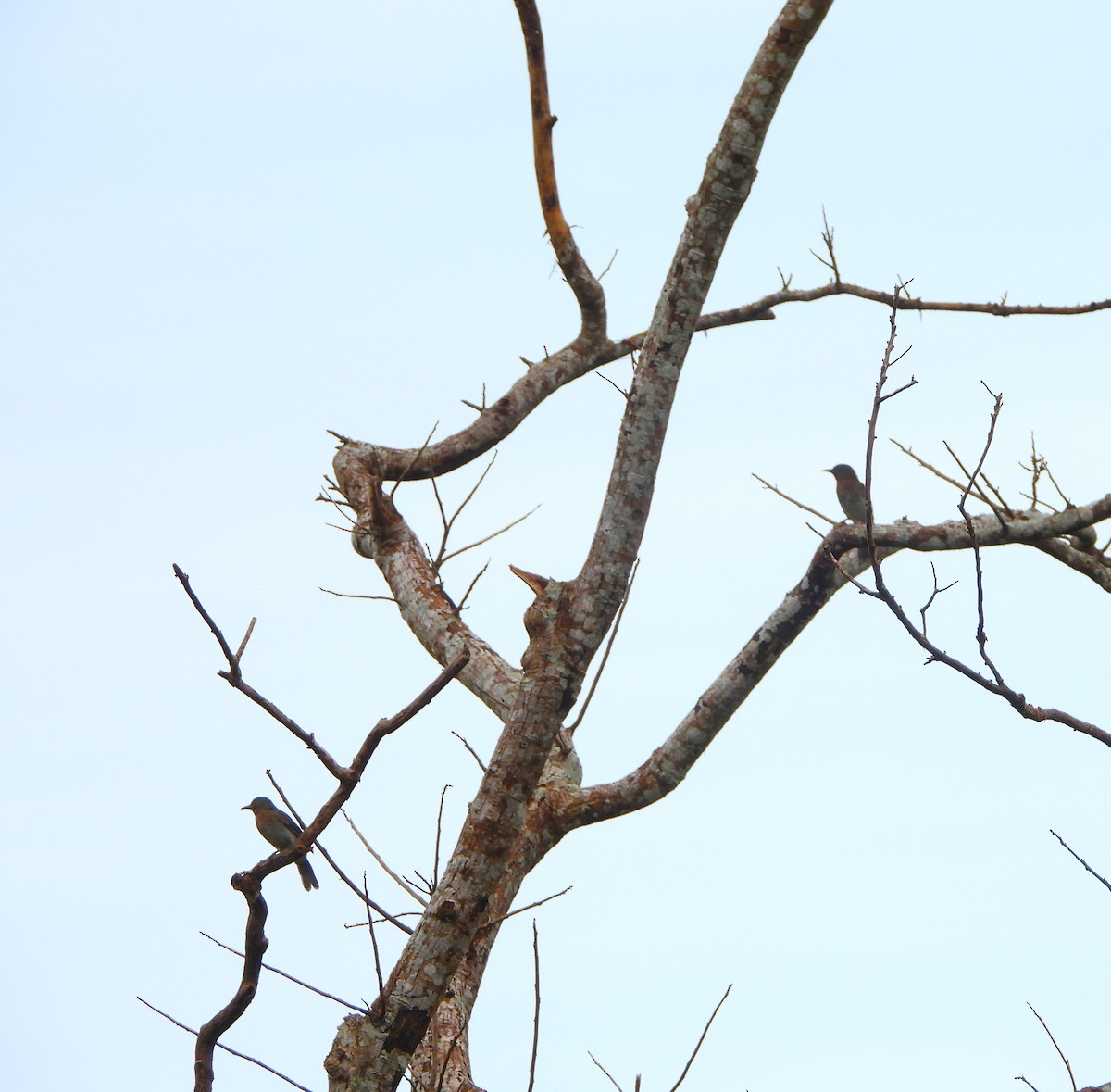 Philippine Bulbul - ML641309075
