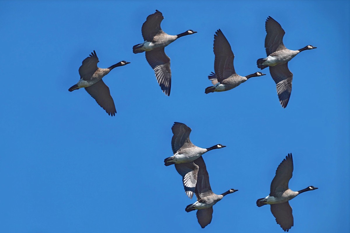 Canada Goose - ML641309097