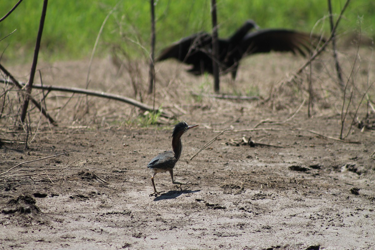 Green Heron - ML641309113