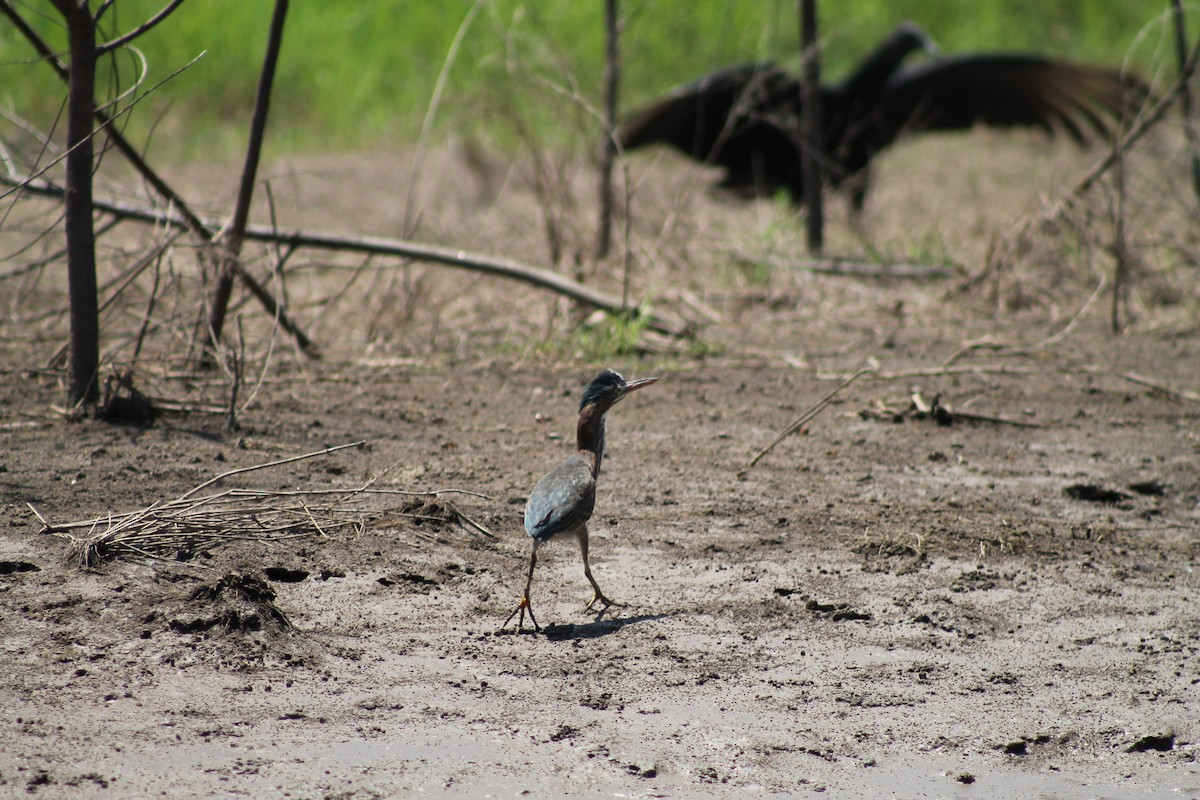 Green Heron - ML641309114