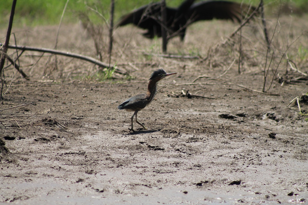 Green Heron - ML641309115