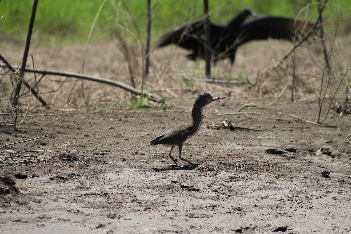 Green Heron - ML641309116