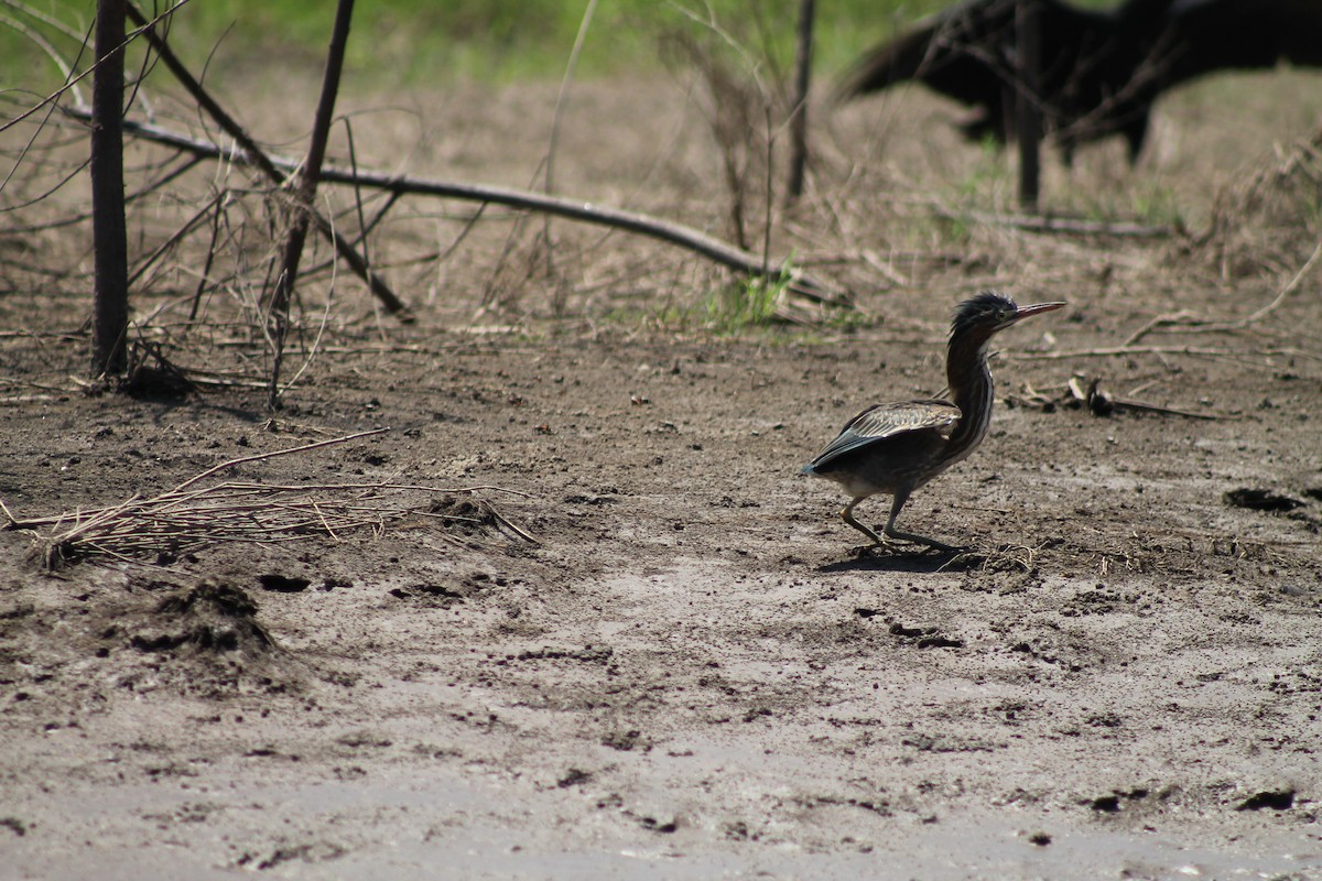 Green Heron - ML641309117