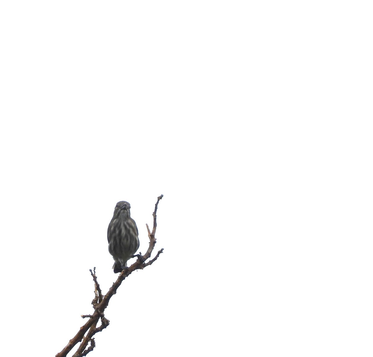 Thick-billed Flowerpecker - ML641309119