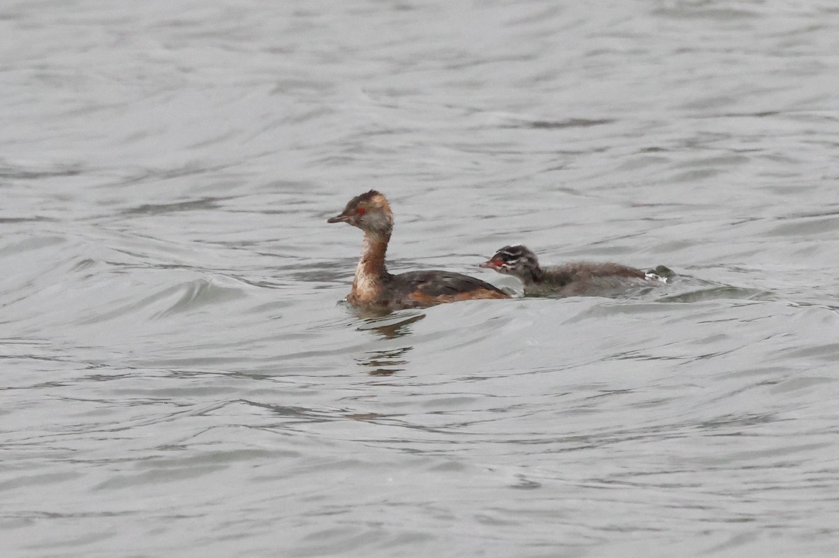 Horned Grebe - ML641309151