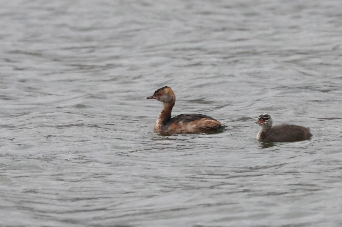 Horned Grebe - ML641309152